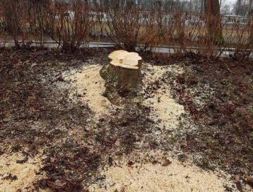 У Тернополі без дозволу зрізали каштан