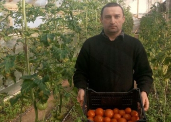 У Трибухівцях на Тернопільщині зацвіли пеларгонії і… суниця