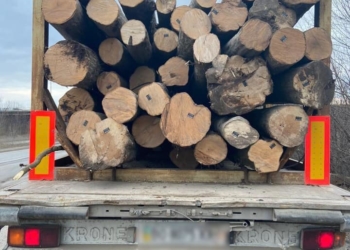 На Тернопільщині перевіряють законність зрубки і перевезення деревини