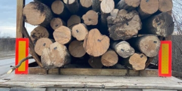 На Тернопільщині перевіряють законність зрубки і перевезення деревини