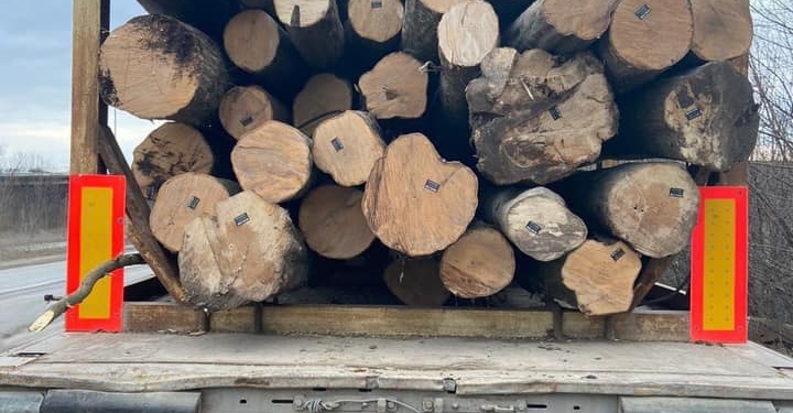 На Тернопільщині перевіряють законність зрубки і перевезення деревини