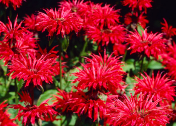 “Червона рута” допомогла встановити на Тернопільщині новий рекорд України