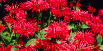 “Червона рута” допомогла встановити на Тернопільщині новий рекорд України