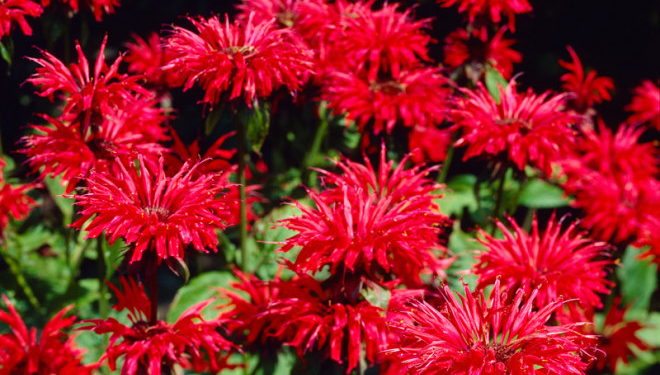 “Червона рута” допомогла встановити на Тернопільщині новий рекорд України