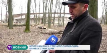 Безпечний парк: у Тернополі проводять вирубку сухих дерев
