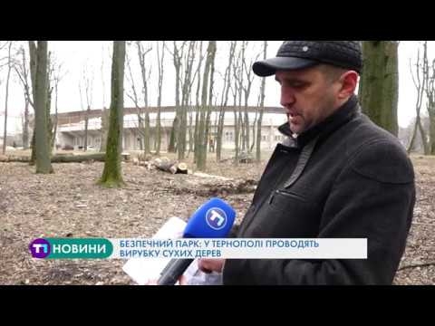Безпечний парк: у Тернополі проводять вирубку сухих дерев