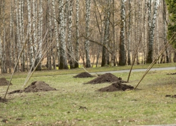 У Тернопільському парку «Національного Відродження» висаджено нові дерева