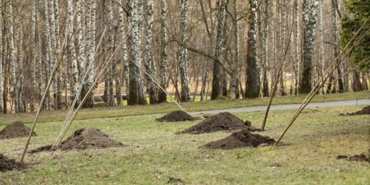 У Тернопільському парку «Національного Відродження» висаджено нові дерева