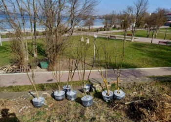 У Тернополі на території парку з’явилися нові зелені насадження