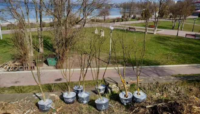 У Тернополі на території парку з’явилися нові зелені насадження