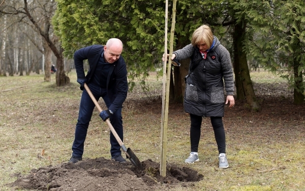 У двох парках Тернополя висадили клени