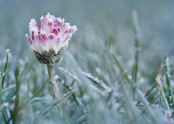 Зміна погоди: на Тернопільщині очікуються заморозки