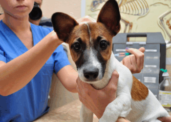 У Тернополі проводитимуть безкоштовну вакцинацію собак від сказу