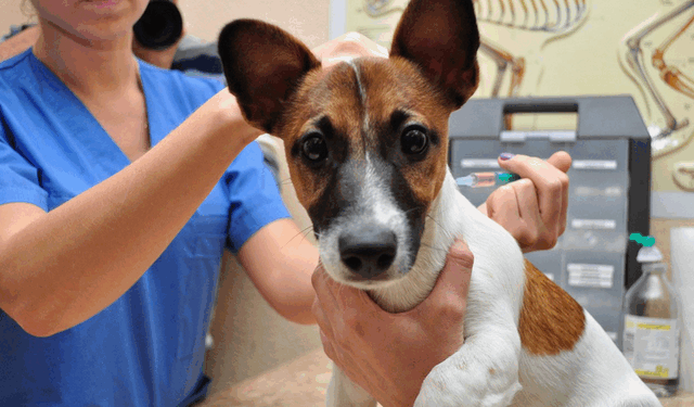 У Тернополі проводитимуть безкоштовну вакцинацію собак від сказу