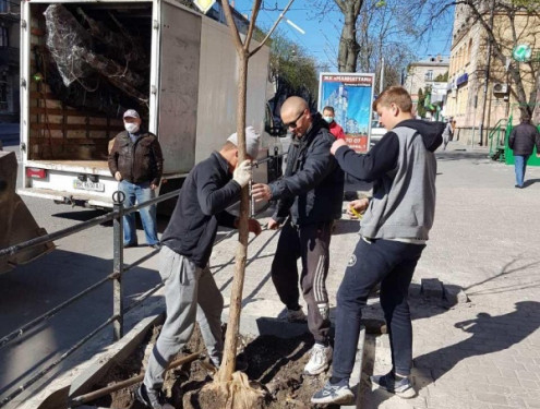 На вулицях Тернополя з’явилися нові зелені насадження