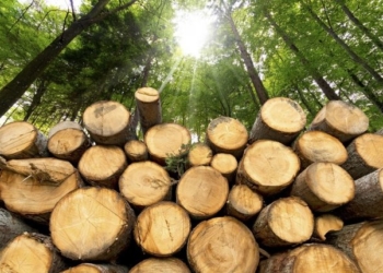 На Тернопільщині чоловіка судитимуть за незаконну порубку лісу