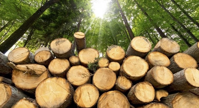 На Тернопільщині чоловіка судитимуть за незаконну порубку лісу