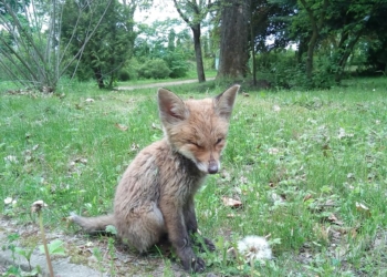 В лісі на Тернопільщині заблукало лисеня (Фото)