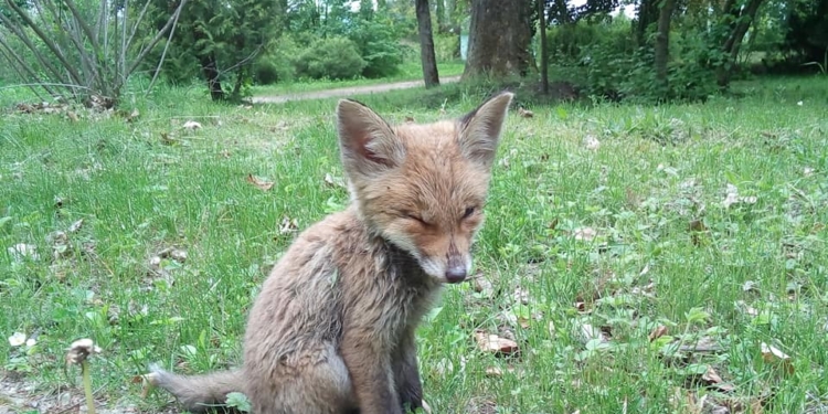 В лісі на Тернопільщині заблукало лисеня (Фото)