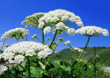 На території Тернополя почали знищувати небезпечну рослину-борщівник