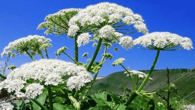 На території Тернополя почали знищувати небезпечну рослину-борщівник