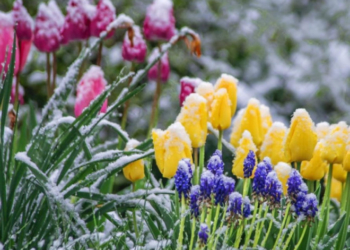 На Тернопільщині очікуються травневі заморозки