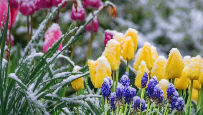 На Тернопільщині очікуються травневі заморозки