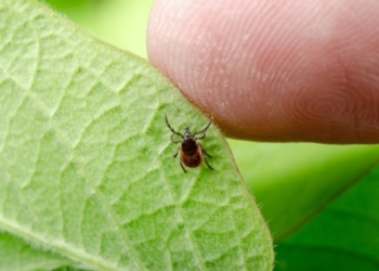 У Тернопільських парках проводитимуть заходи зі знищення кліщів