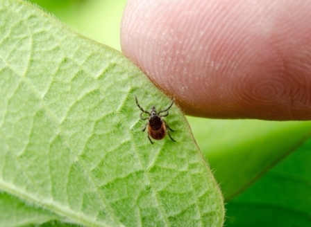 У Тернопільських парках проводитимуть заходи зі знищення кліщів