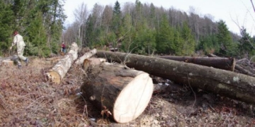 На Тернопільщині продовжують перевіряти законність вирубки деревини