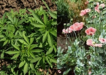 На Тернопільщині правоохоронці розпочинають операцію “МАК-2020”