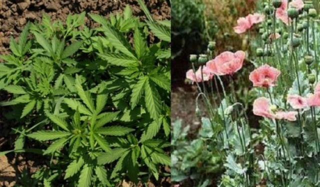 На Тернопільщині правоохоронці розпочинають операцію “МАК-2020”