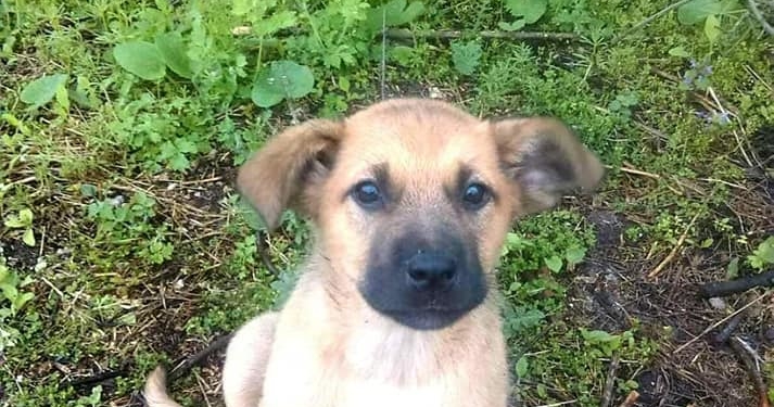 На Тернопільщини нелюди цуценят добивали палками (Фото)