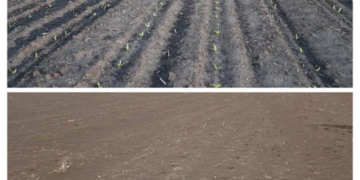 На Тернопільщині фермери зазнали чималих збитків через піщану бурю