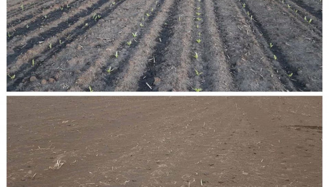 На Тернопільщині фермери зазнали чималих збитків через піщану бурю