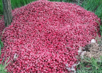 На Тернопільщині фермери віддають овочі за безцінь або викидають на смітник