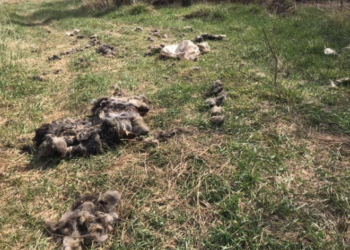 На околицях Тернополя знайшли мішки з рештками тварин (Фото)