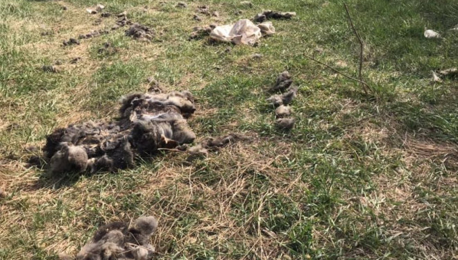 На околицях Тернополя знайшли мішки з рештками тварин (Фото)