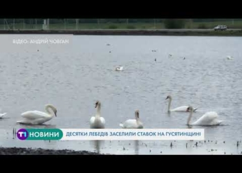 Десятки лебедів поселились біля ставка на Тернопільщині