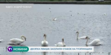 Десятки лебедів поселились біля ставка на Тернопільщині