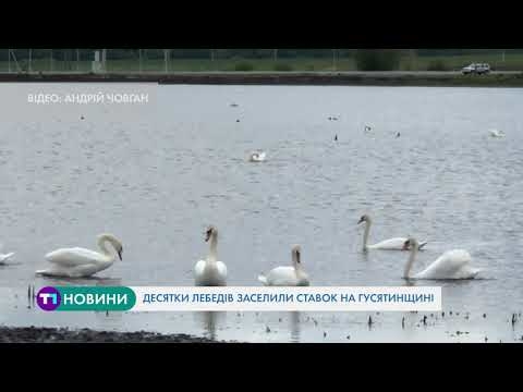 Десятки лебедів поселились біля ставка на Тернопільщині
