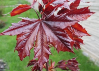 У Тернополі обробляли червонолисті клени