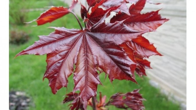 У Тернополі обробляли червонолисті клени