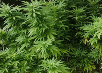 На Тернопільщині чоловік вирощував коноплю у гаражній міні-теплиці