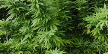 На Тернопільщині чоловік вирощував коноплю у гаражній міні-теплиці