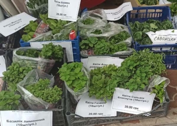 Розсада овочів та квітів літа не чекає, – треба висаджувати вже