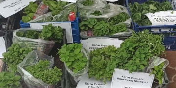 Розсада овочів та квітів літа не чекає, – треба висаджувати вже