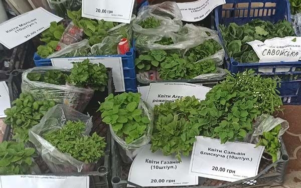 Розсада овочів та квітів літа не чекає, – треба висаджувати вже