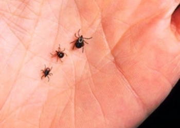 У Тернополі проводять заходи зі знищення кліщів