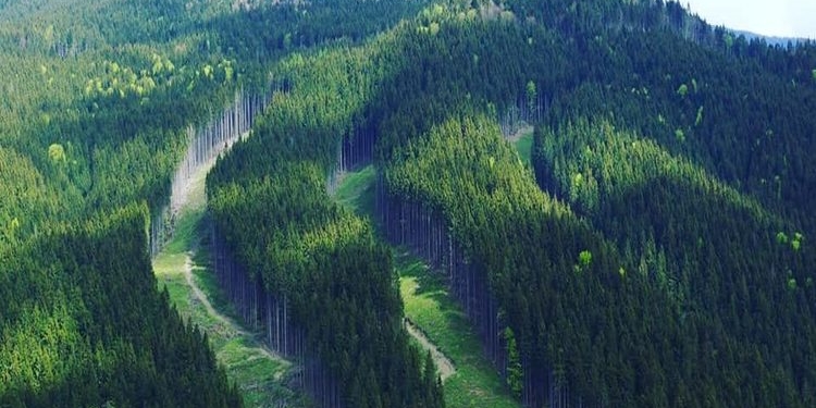 Новий закон прийнято: скоро розпочнеться інвентаризація лісів Тернопільщи